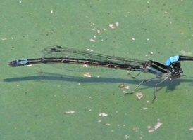 Skimming Bluet